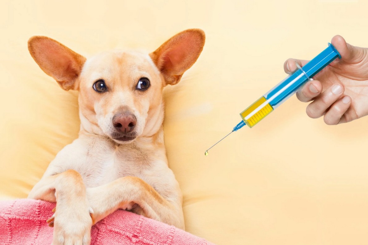 Common Dog Diseases Prevented by Pet Vaccination