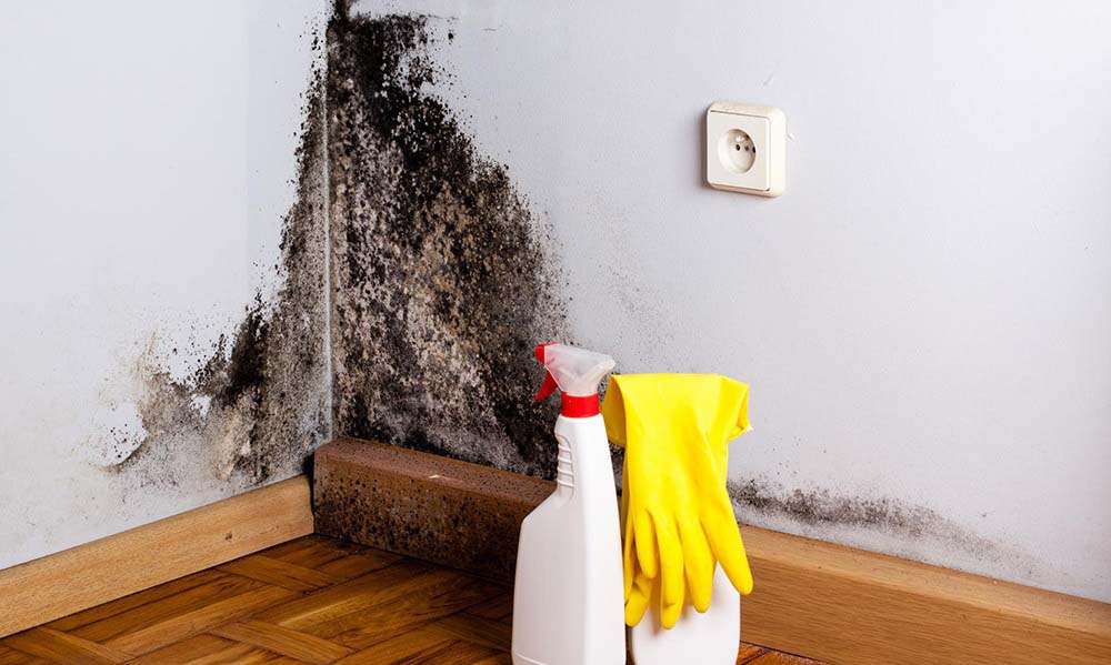 The Importance of Hiring Professional Mold Removal Service